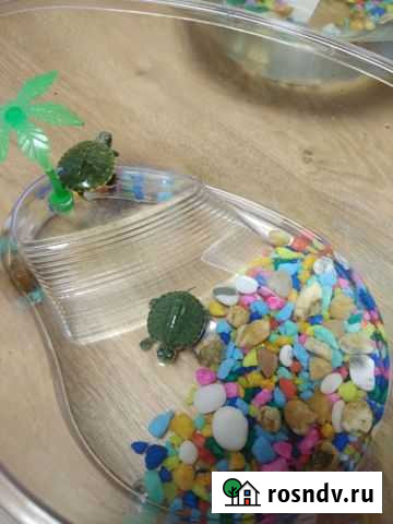 Красноухие милашки-черепахи малыши Воронеж - изображение 1