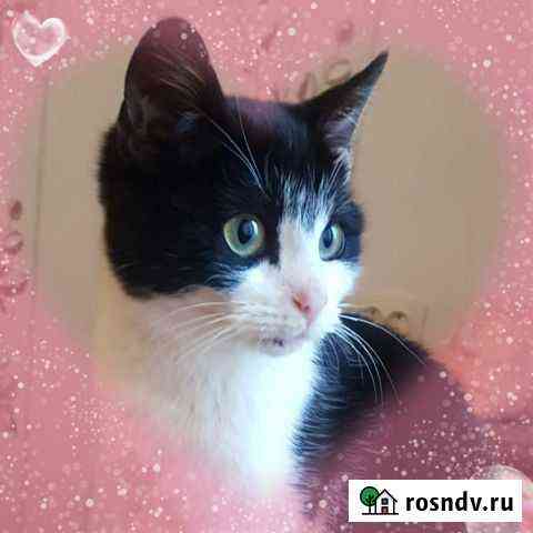 Котодевочка 4 мес. Ждём чуда Псков