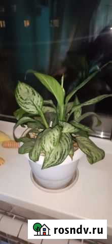 Комнатные цветы Минусинск - изображение 1