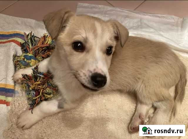 Маленькая собака в добрые руки Самара - изображение 1