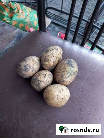 Картофель Гала Рассказово - изображение 1
