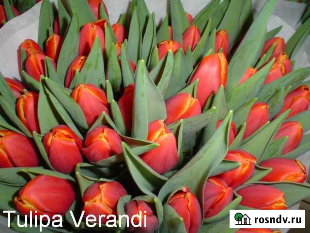 Тюльпаны Россошь - изображение 1