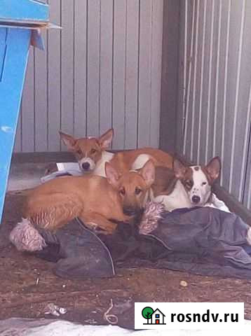 Щеночки 8 месяцев ищут дом Некрасовский - изображение 1