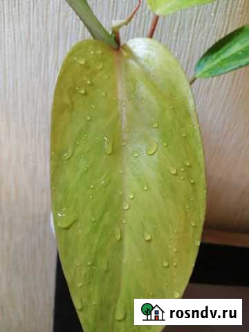 Филодендроны медуза,пеинтед леди,трипартиум Разумное - изображение 1