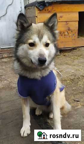 Собака в добрые руки Ульяновск - изображение 1