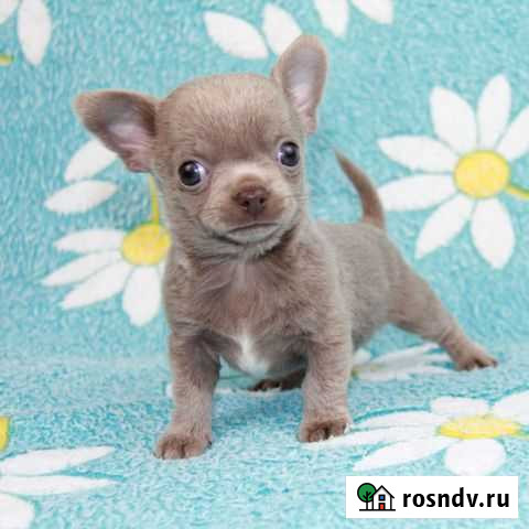 Чихуахуа - мальчишечка Севастополь - изображение 1