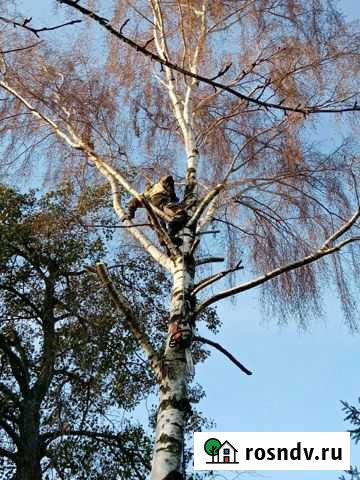 Обрезка Деревьев, Спил Деревьев Калининград - изображение 1
