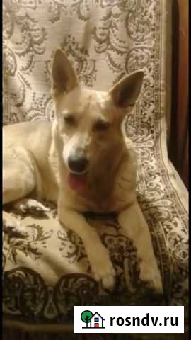 Собака в добрые руки Ростов-на-Дону - изображение 1