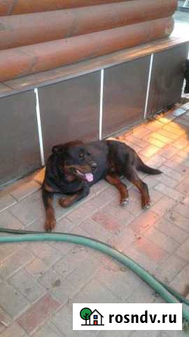 Вязка ротвейлера Иваново - изображение 1