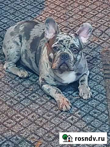 Кобель для разведения Ростов-на-Дону - изображение 1