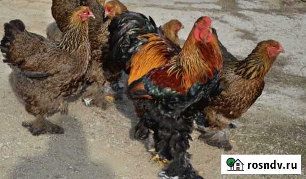 Яйцо инкубационное Альметьевск - изображение 1