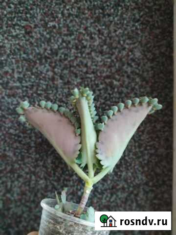 Каланхоэ Белгород - изображение 1