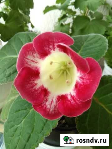 Семена глоксиний- комнатных цветов Россошь - изображение 1