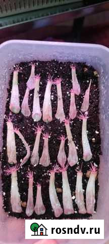 Эхиверия купид Пенза - изображение 1