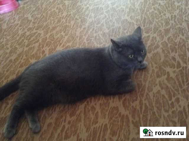 Волонтерский спасенный с улицы кот Филька ищет дом Саратов - изображение 1