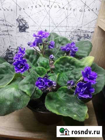 Фиалка Кострома - изображение 1