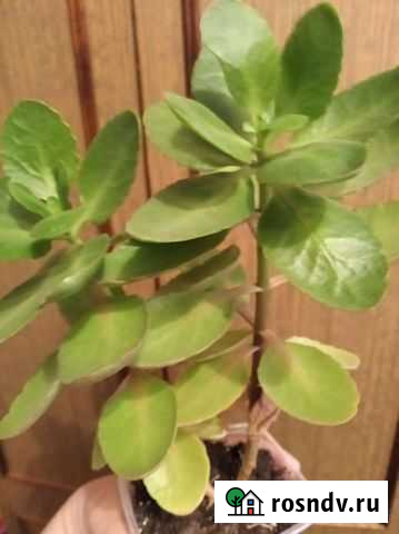 Каланхоэ цветущий Липецк - изображение 1