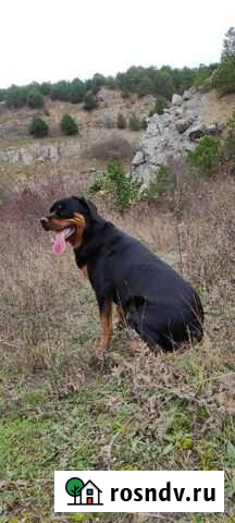 Подросток ротвейлера Алушта - изображение 1