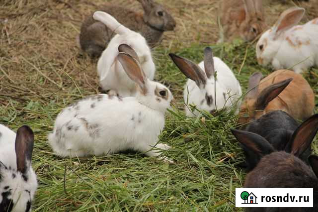 Продам кроликов (мясом и живьём) Миасс - изображение 1