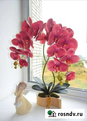 Орхидея Фаленопсис Рославль - изображение 1
