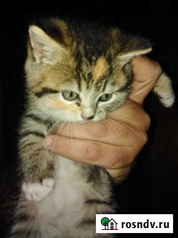 Кошки бесплатно Павловск - изображение 1