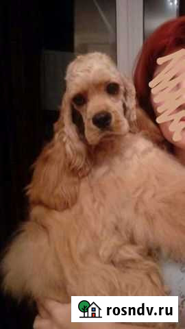 Американский кокер спаниель Саранск - изображение 1
