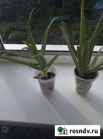 Алоэ вера Гусев - изображение 1