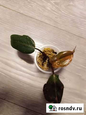 Филодендрон розовая принцесса,узколистная Муром - изображение 1