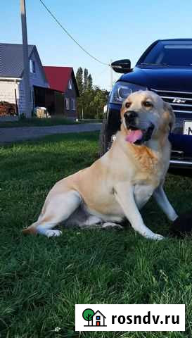 Собака в добрые руки лабрадор Белореченск - изображение 1