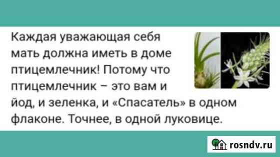 Индийский лук Волжский