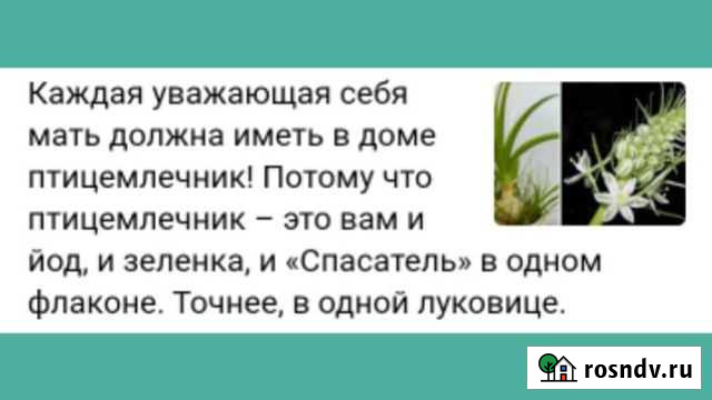 Индийский лук Волжский - изображение 1
