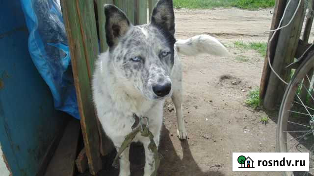 Отдам собачку Дзержинск - изображение 1