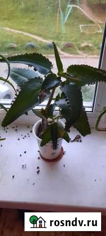 Каланхоэ Комсомольск-на-Амуре - изображение 1