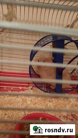 Сирийский хомяк Мытищи - изображение 1