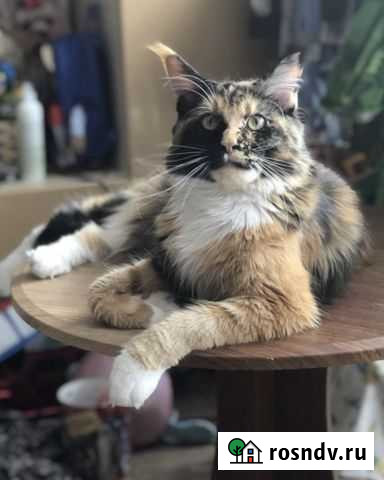 Кошка мейн-кун в разведение Томск - изображение 1