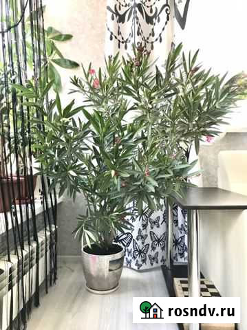 Красивые Комнатные цветы разные по виду и размеру Оренбург - изображение 1