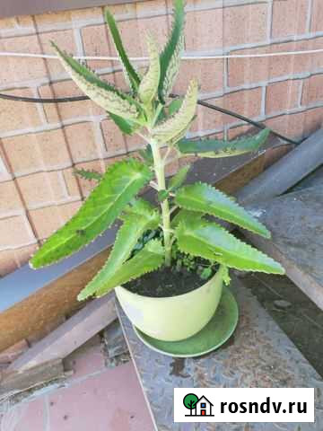 Каланхоэ Кыштым - изображение 1