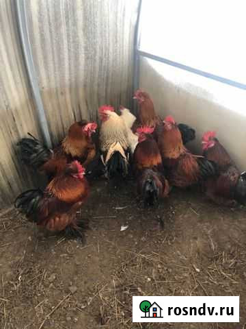 Петухи очень красивые Сертолово - изображение 1