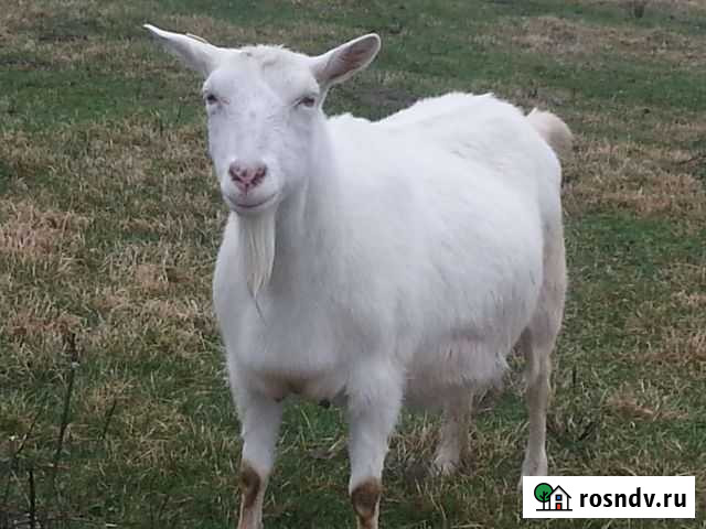 Мясо козье Ухолово - изображение 1