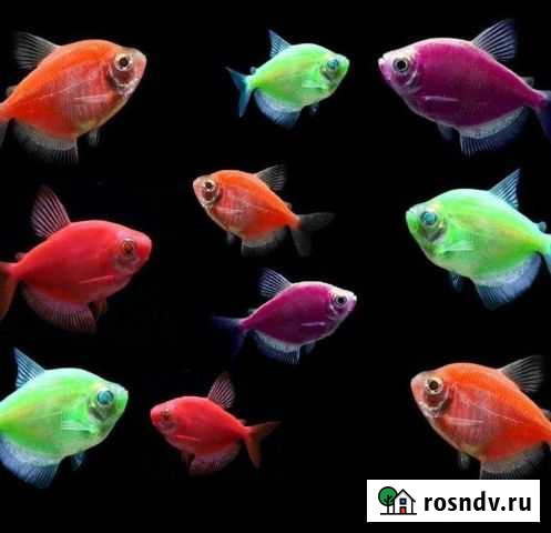 Тернеции глофиш Биробиджан - изображение 1