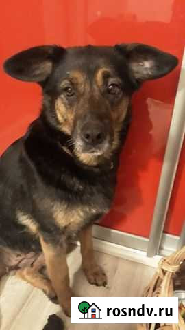 Собачка в хорошие руки Калининград - изображение 1