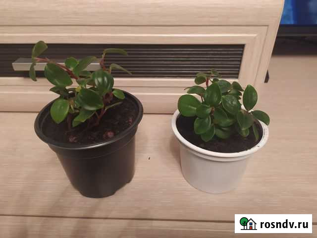 Поперомия Петрозаводск - изображение 1