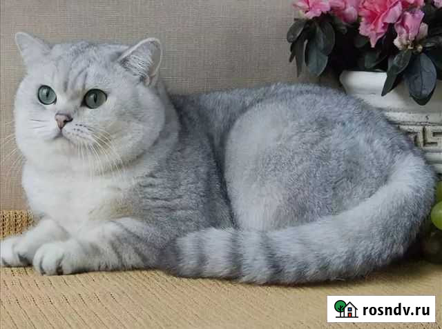 Кот на вязку Славянск-на-Кубани - изображение 1