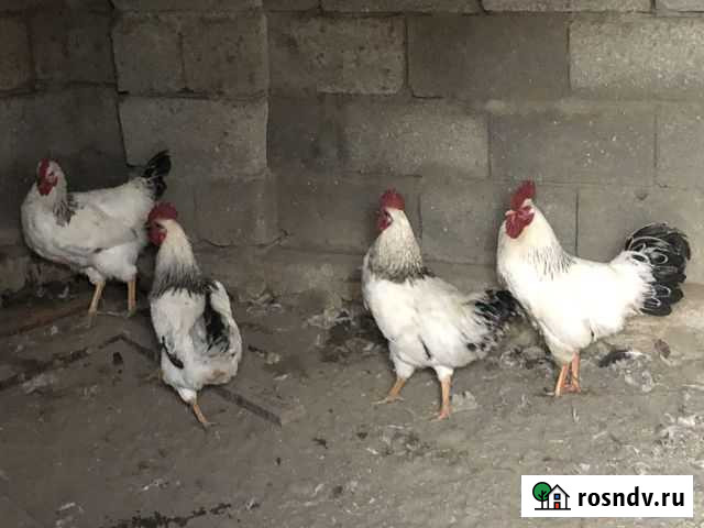 Петухи Кизилюрт - изображение 1