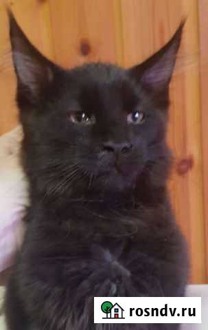 Мейн Кун котенок Электроизолятор - изображение 1