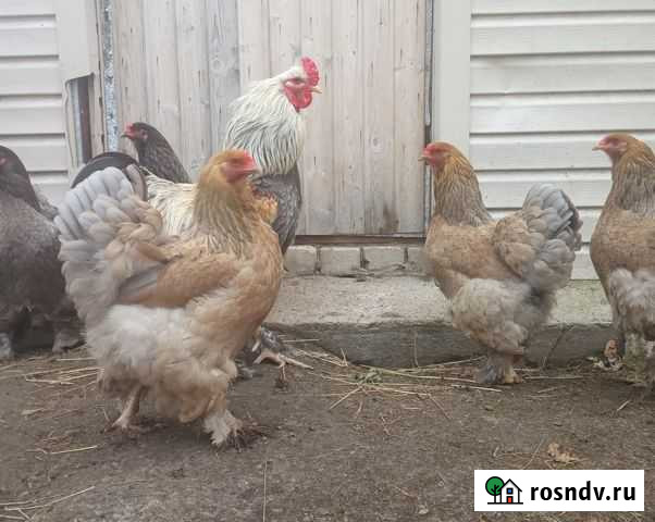 Инкубационное яйцо брама Нижний Новгород - изображение 1