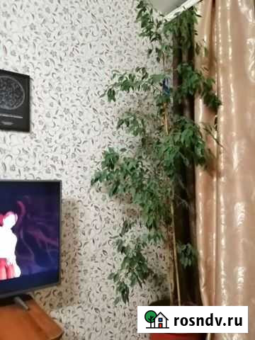 Фикус бенджамина большой Курган - изображение 1