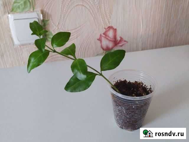 Склерохитон Синявское - изображение 1