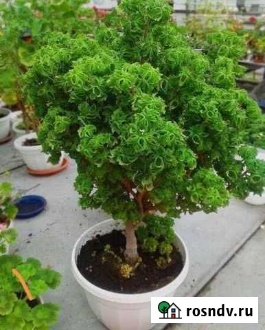 Пеларгония душистая P. Graveolens cv Bontrosai Владикавказ - изображение 1