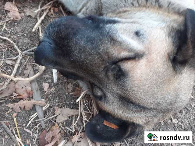 Самый добрый пес Волгоград - изображение 1